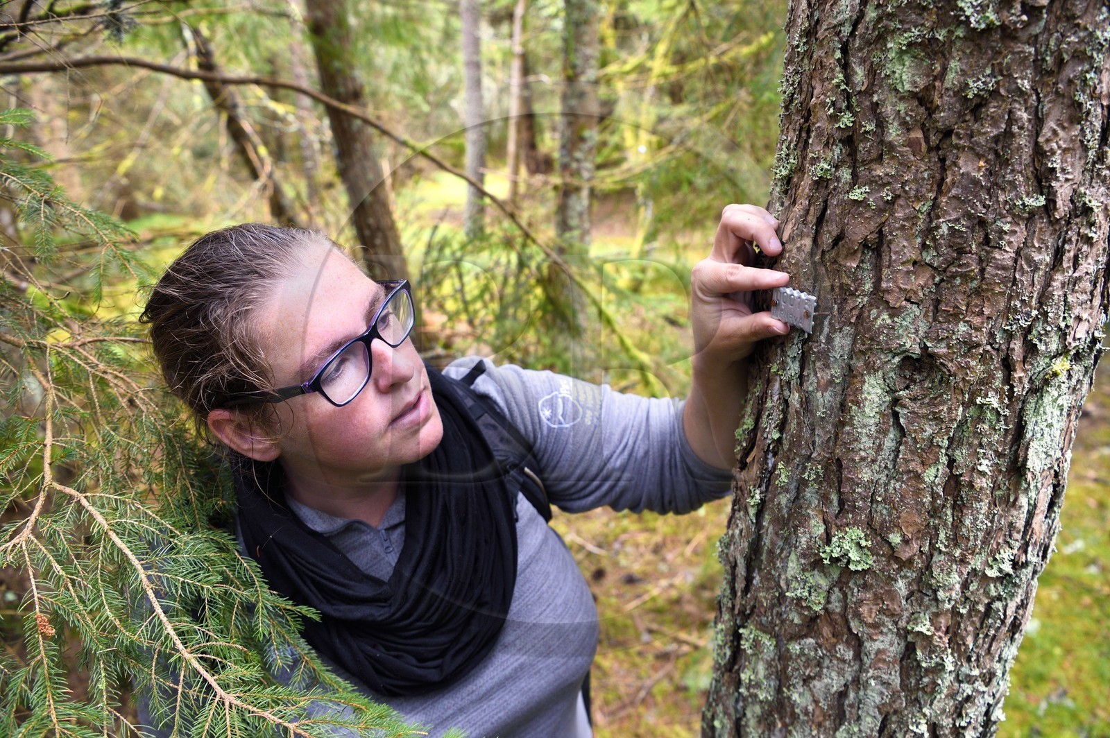 France, Puy-de-Dôme (63), Aydat, sur les pentes du volcan du Puy de Vichatel, Catline Lajoie garde nature au Parc naturel régional des Volcans d'Auvergne observant une plaque de suivi dendrometrique dans un ilot de sénescence