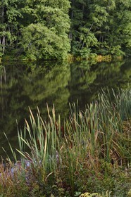 France, Bas-Rhin (67), Parc Naturel régional des Vosges du Nord, La Petite Pierre, étang d'Imstahl, Massette (Typha) ou roseau des étangs