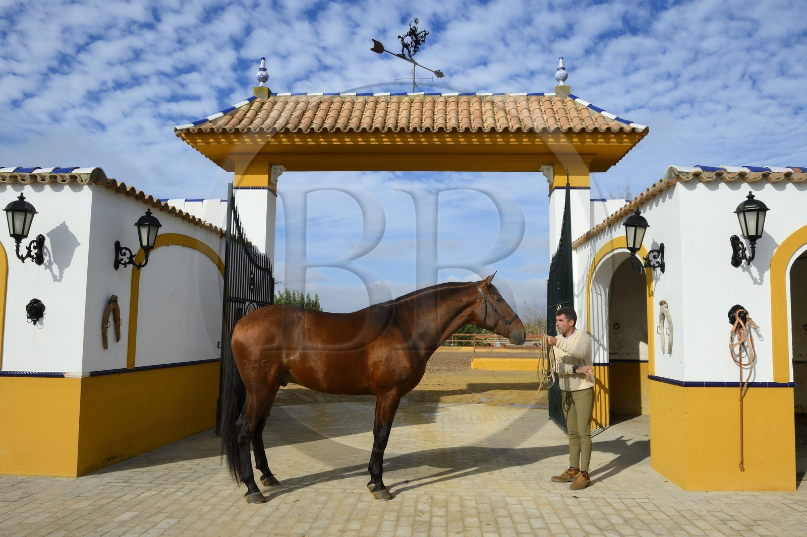 Espagne, Andalousie, province de Séville, Utrera, le haras Ayala (Yeguada Ayala), Pure race espagnole ou PRE (Pura Raza Espanola)