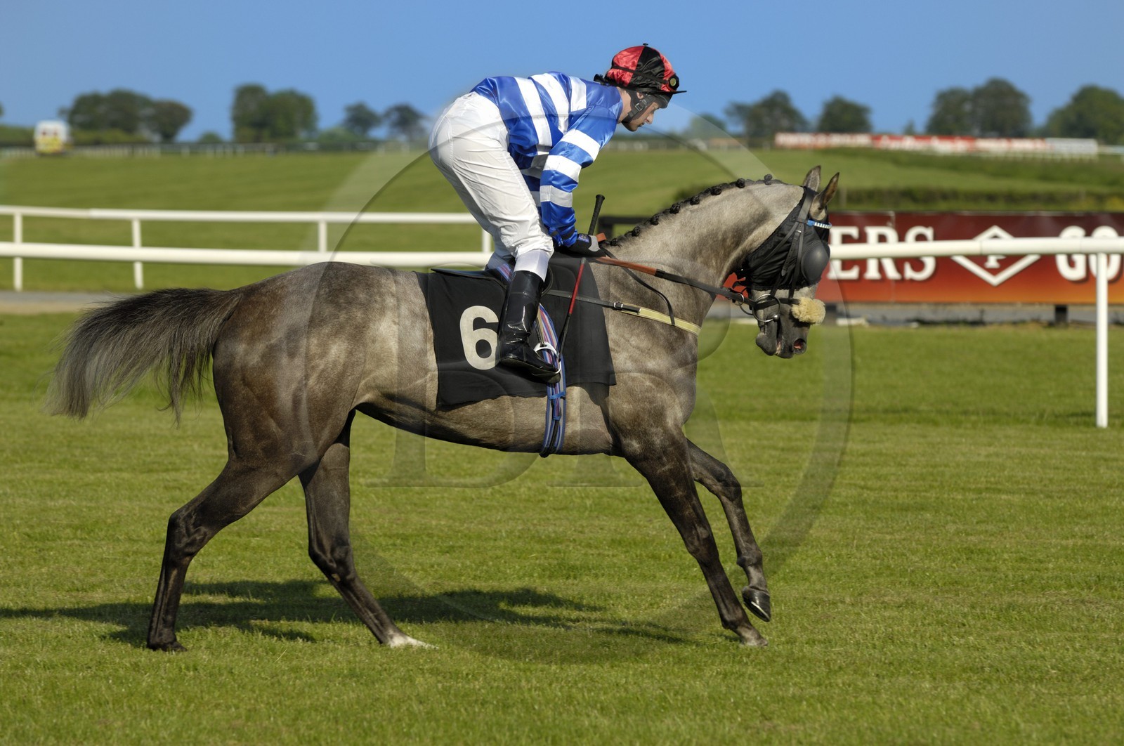 Irlande, Co. Meath, hippodrome de Fairyhouse, course de chevaux