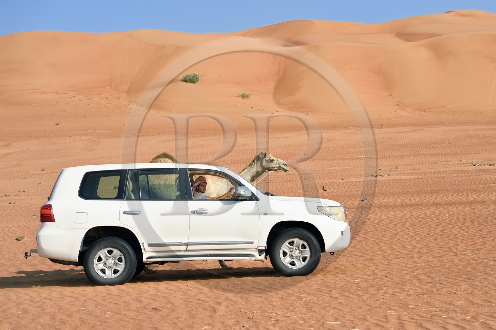 Sultanate of Oman, governorate of Ash Sharqiyah, desert of Wahiba Sands or Sharqiya Sands, 4x4 towing a camel at the foot of the sand dunes