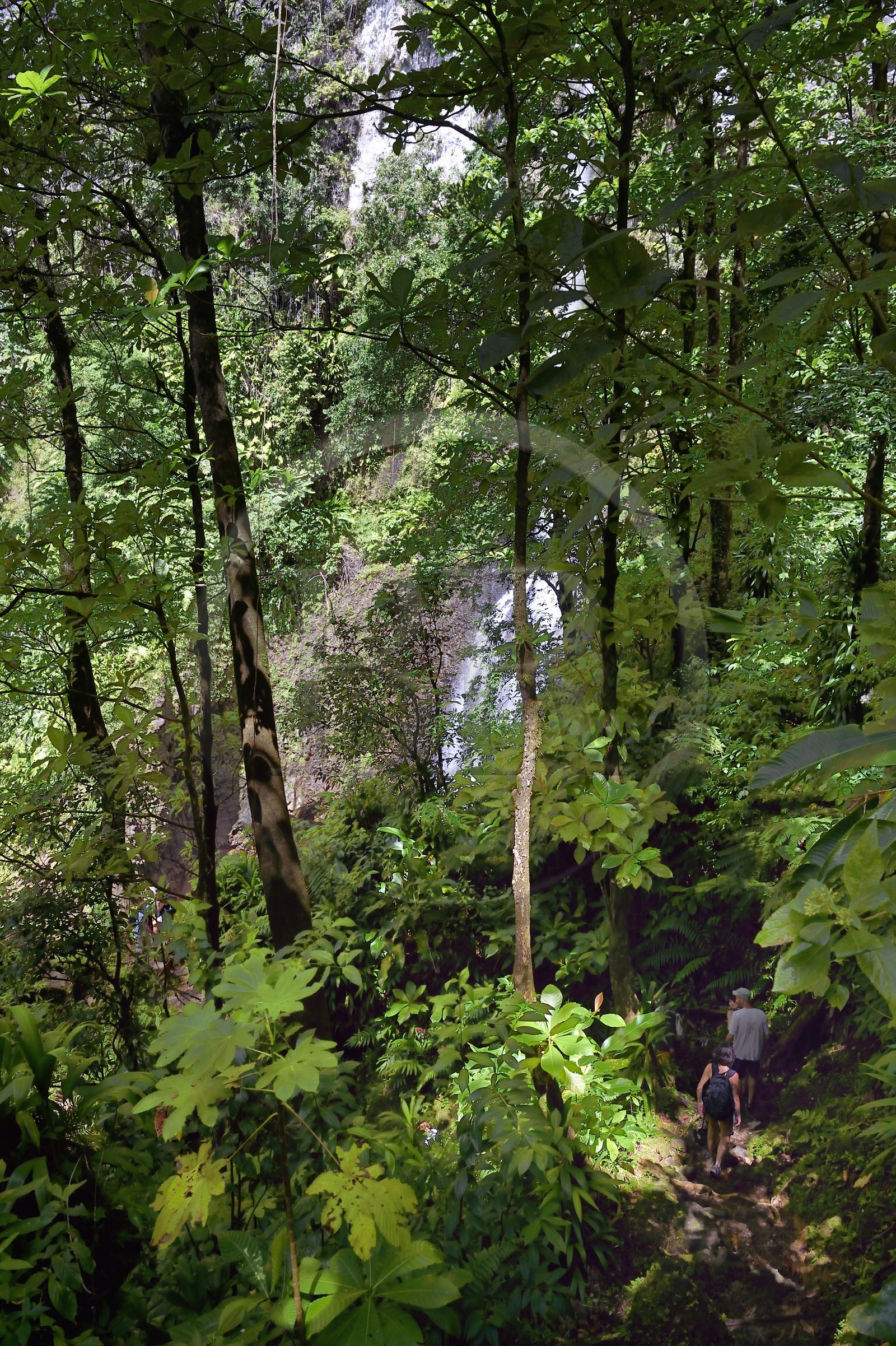 Caraïbes, Ile de la Dominique, Parc national du Morne Trois Pitons classé Patrimoine Mondial de l'UNESCO, randonnée au cœur de la forêt tropicale menant à la cascade des Middleham Falls, sentier de randonnée Waitukubuli qui traverse l’ile