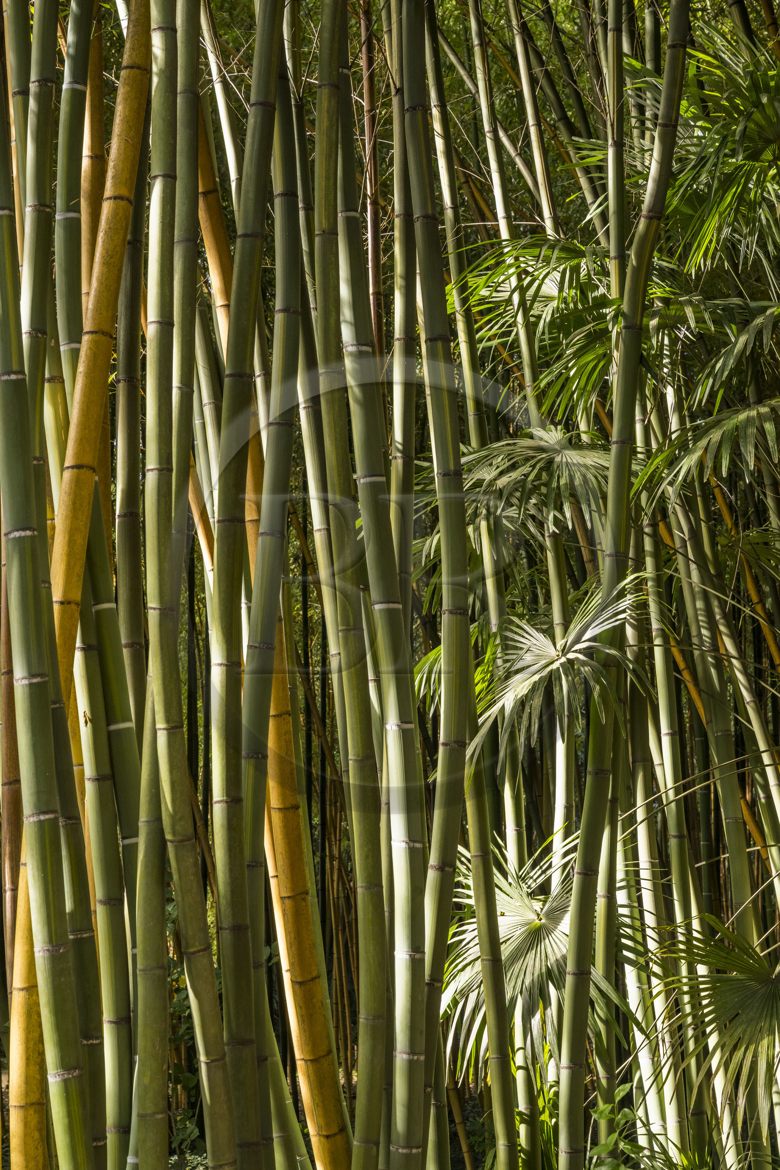 France, Gard (30), Générargues vers Anduze, Bambouseraie en Cévennes, forêt de bambou