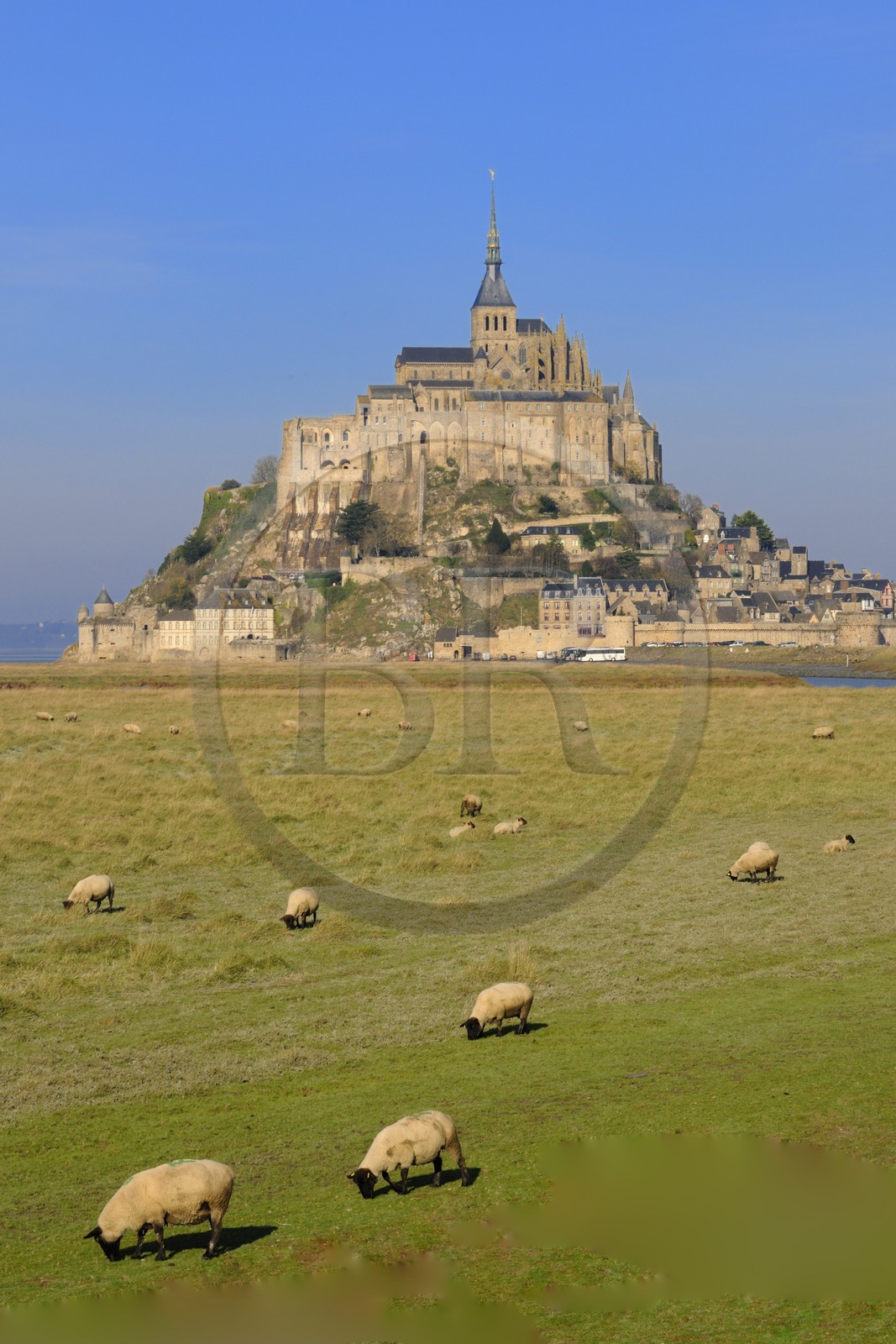 France, Manche, Mont Saint Michel, listed as World Heritage by UNESCO, salt marshes sheeps
