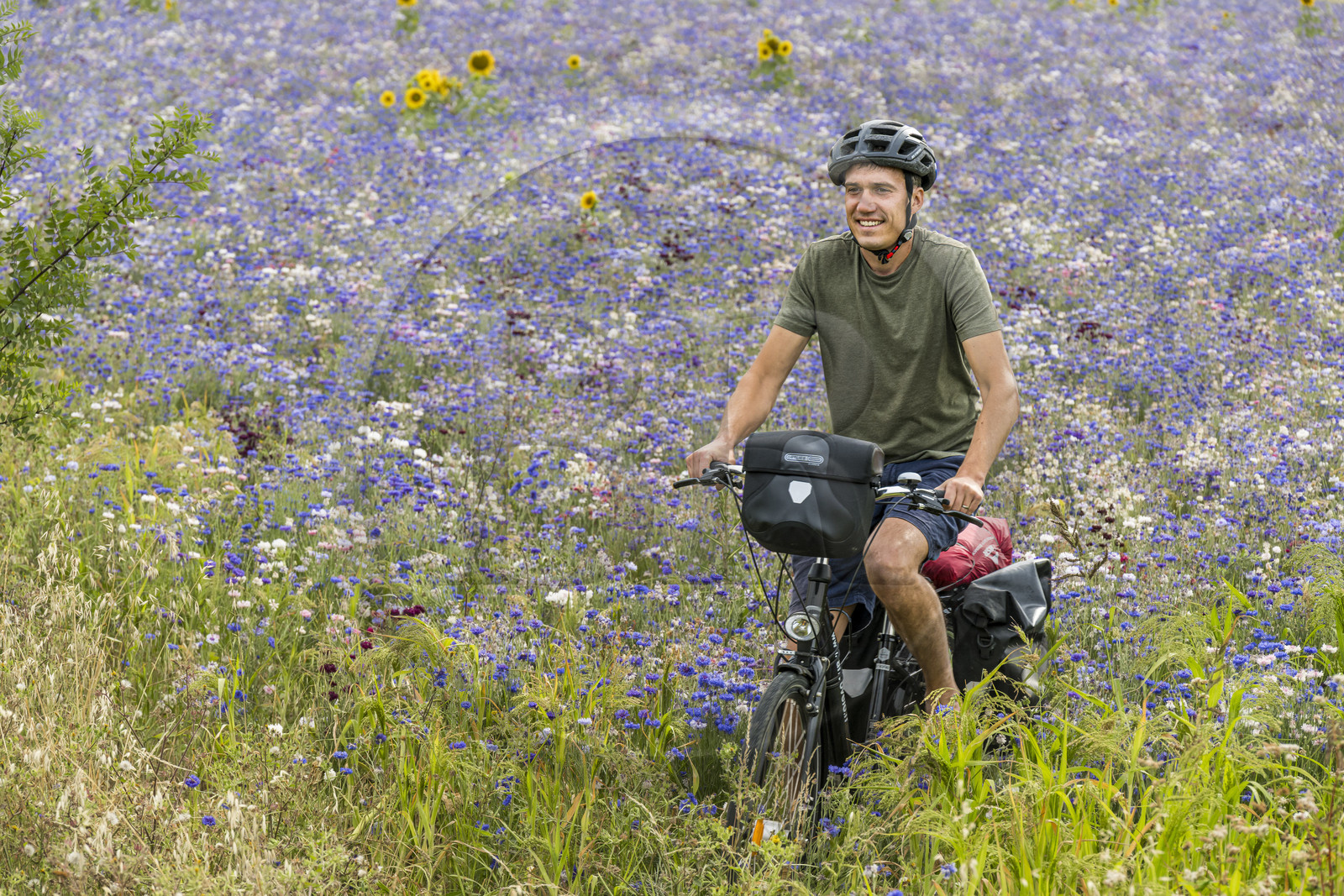France, Maine-et-Loire (49), vallée de la Loire classée au Patrimoine Mondial par l'UNESCO, Saumur vers Saint-Hilaire, randonnée à bicyclette, cycliste dans un champ de bleuets (Cyanus segetum)