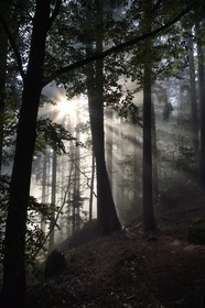France, Bas-Rhin (67), Mont Saint-Odile, lever de soleil dans la brume du petit matin