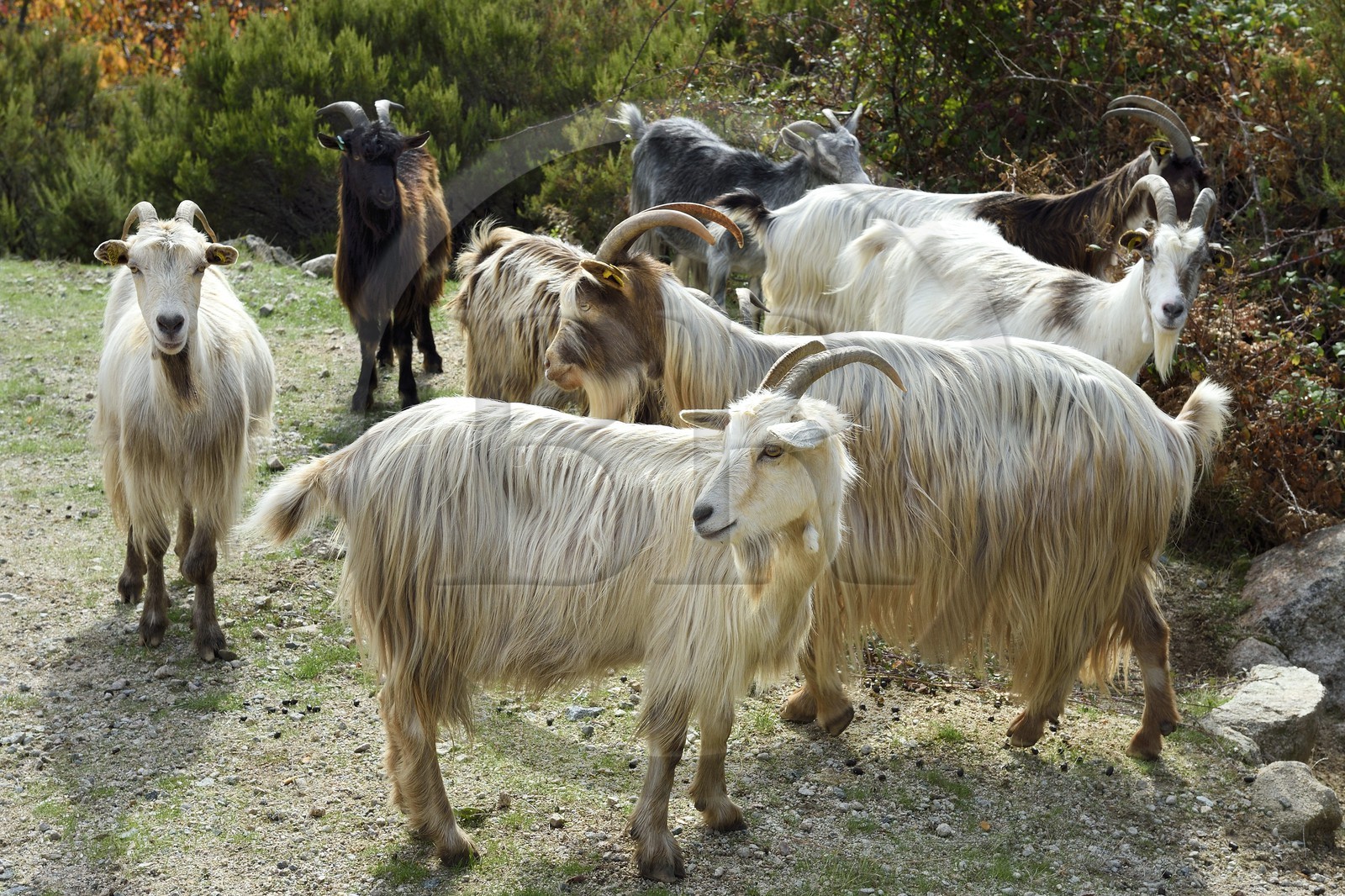 France, Corse du Sud, Prunelli river valley, Bastelica, herd of goats on the roadside