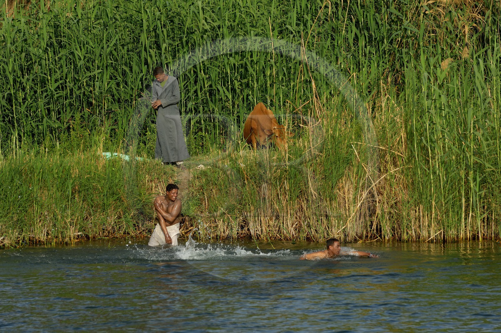 Egypte, Haute Egypte, vallée du Nil, le Nil entre Edfou et Kom Ombo
