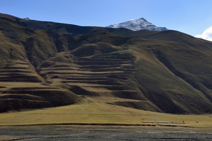 Azerbaïdjan, région de Quba (Guba), chaine de montagne du Grand Caucase, la vallée de la route Xinaliq Yolu vers Khinalug (Xinaliq), troupeau de moutons
