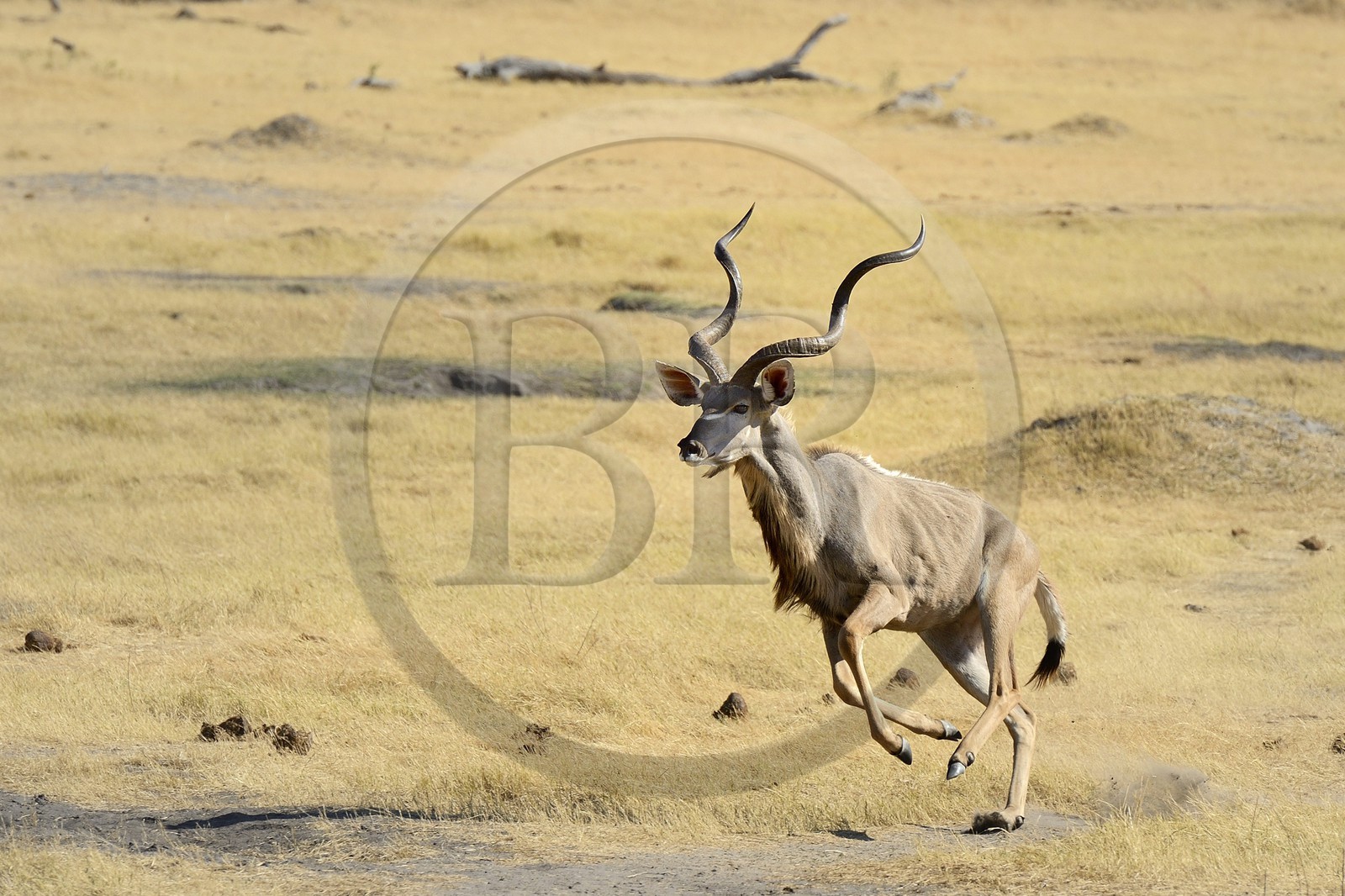 Zimbabwe, province de Matabeleland septentrional, parc national Hwange, Grand koudou (Tragelaphus strepsiceros) au galop