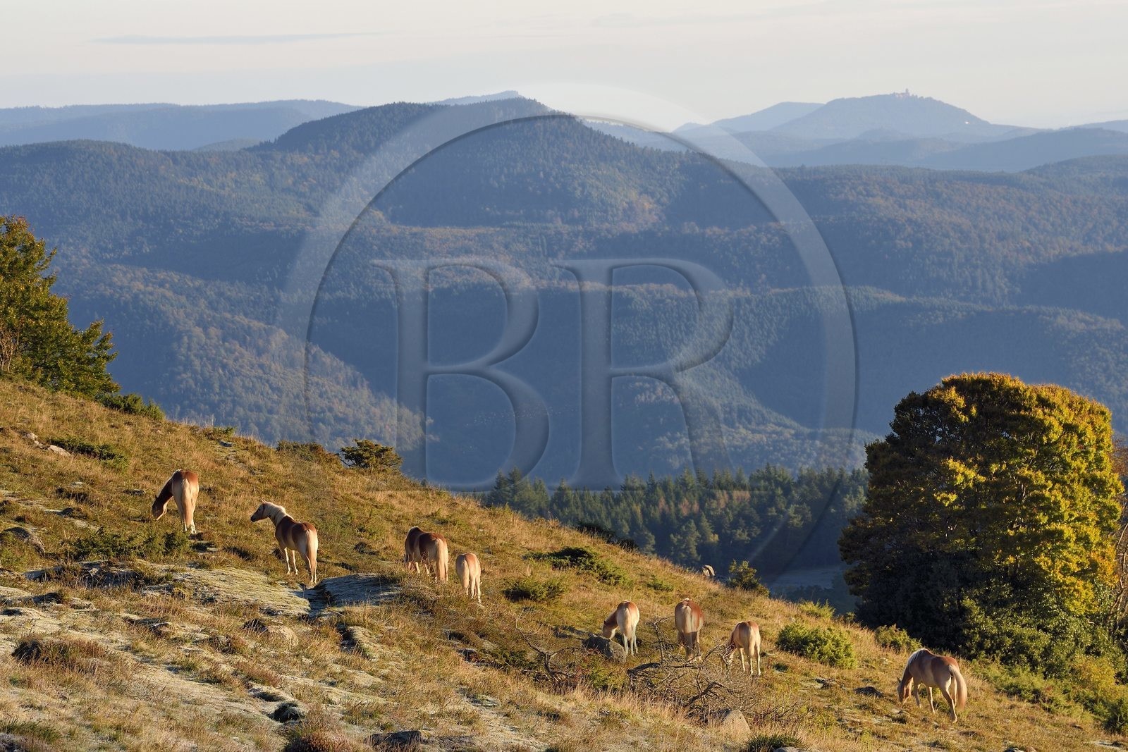 France, Haut Rhin, Wasserbourg, horses in the meadow in the Vosges massif on the Petit Ballon mountain, Haut-Koenigsbourg in the background