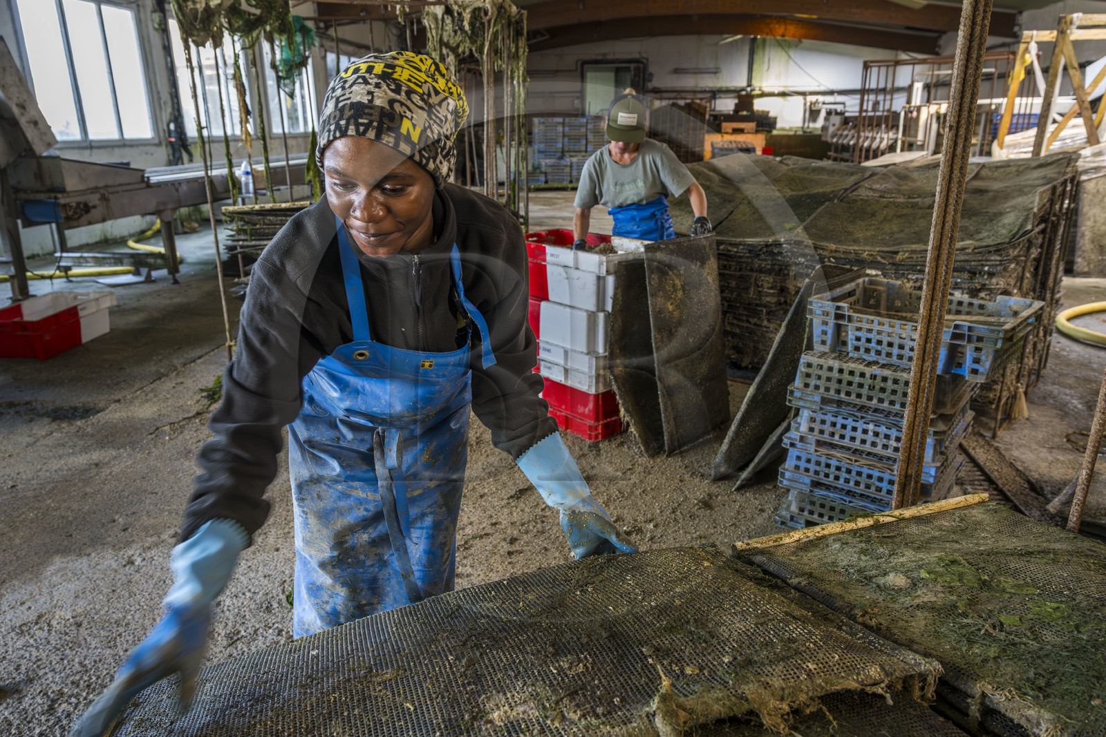 France, Finistère (29), Pays des Abers,  Lannilis, viviers et parc à huitres Prat-Ar-Coum, entreprise ostréicole de la famille d’Yvon Madec sur l'Aber Benoit, Halima, et Catia en arrière plan, travaillent à la mise en poche de la criblure de naissains d’huitres