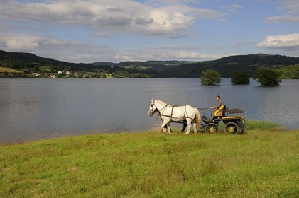 France, Nièvre (58), lac de Pannecière, Alain Perruchot agriculteur et éleveur de chevaux au commande de son attelage
