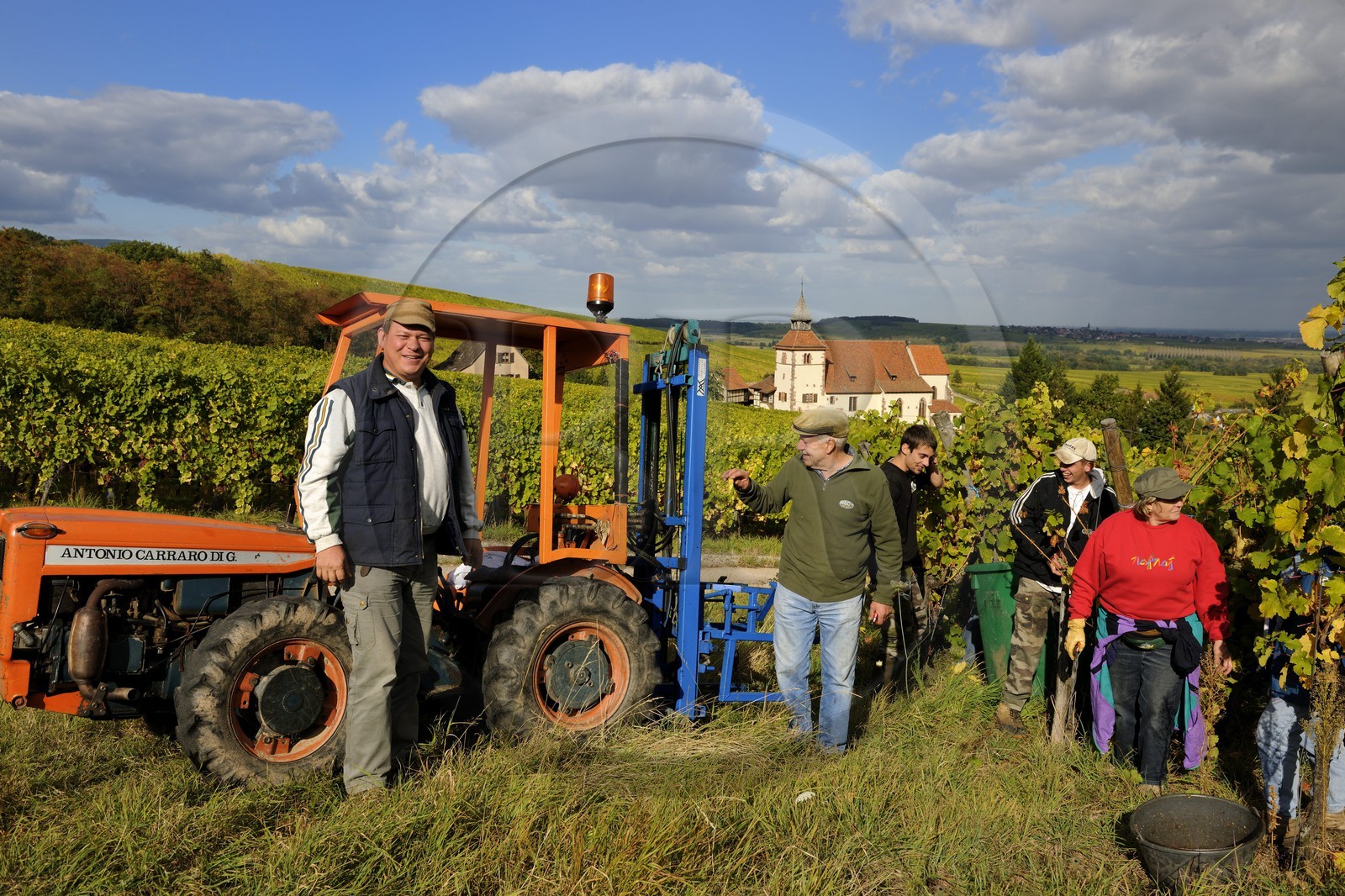 France, Bas-Rhin (67), Dambach-la-ville, vendanges et chapelle Saint-Sébastien au milieu des vignes
