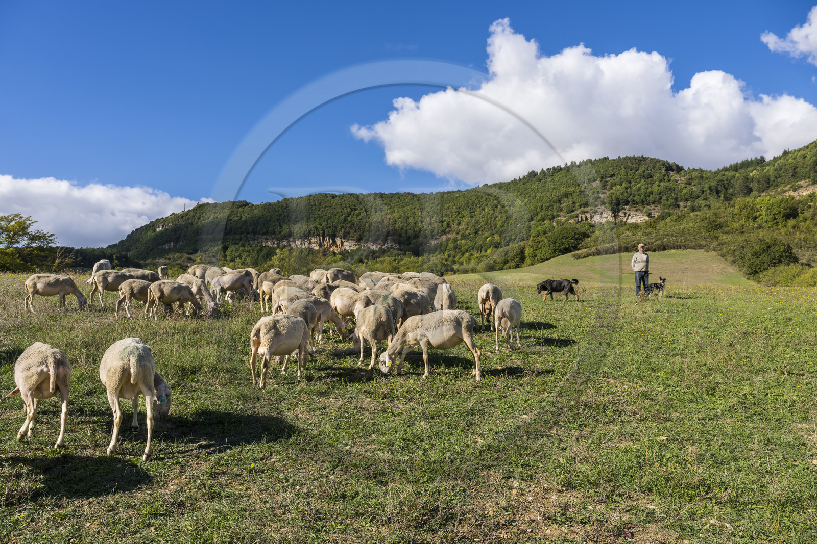 France, Aveyron (12), Causses et les Cévennes, paysage culturel de l'agro-pastoralisme méditerranéen, classés Patrimoine Mondial de l'UNESCO, Sainte-Eulalie-de-Cernon sur la route de Saint-Jacques-de-Compostelle, troupeau de mouton guidé par son berger Eric Broussou