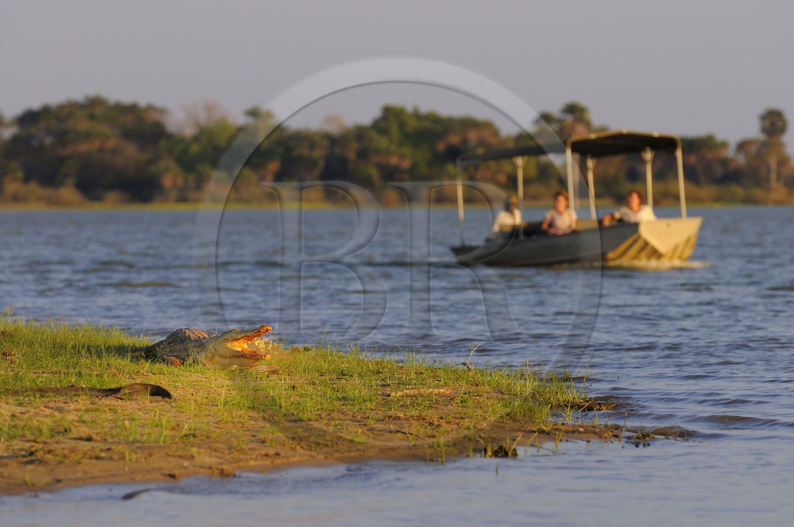 Tanzanie, Reserve de gibier de Selous une des plus grandes zones protégées au monde et inscrite sur la liste du patrimoine mondial de l’Unesco depuis 1982, crocodile du Nil (Crocodylus niloticus) sur le lac Nzerakera formé par la rivière Rufiji devant un bateau de safari
