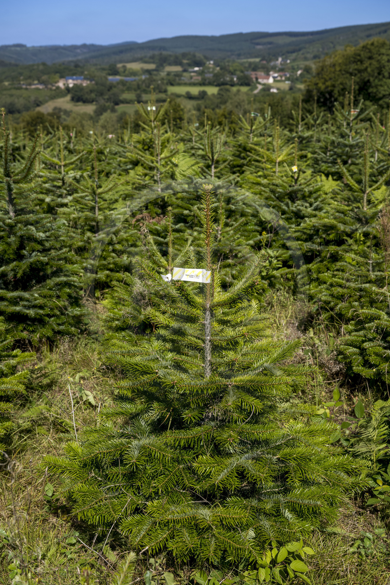 France, Nièvre (58), Parc naturel régional du Morvan, Gouloux, établissement Marchand (scierie, saboterie et boissellerie), terrain de production de sapins de Noël de Nordmann et d’épicéas issus d’une production arboricole raisonnée et durablement gérée