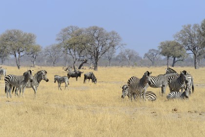 Zimbabwe, province de Matabeleland septentrional, parc national Hwange, Zèbres (equus burchelli)