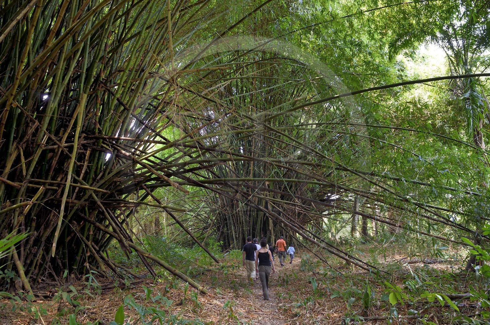Gabon, Ogooue-Maritime Province, Omboue region, Nengeue Sika (Silver island) in the Fernan Vaz (Nkomi) lagoon, bamboo forest