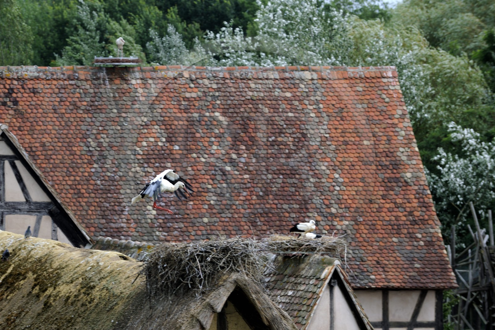 France, Haut-Rhin (68), Ungersheim, écomusée d'Alsace, cigogne