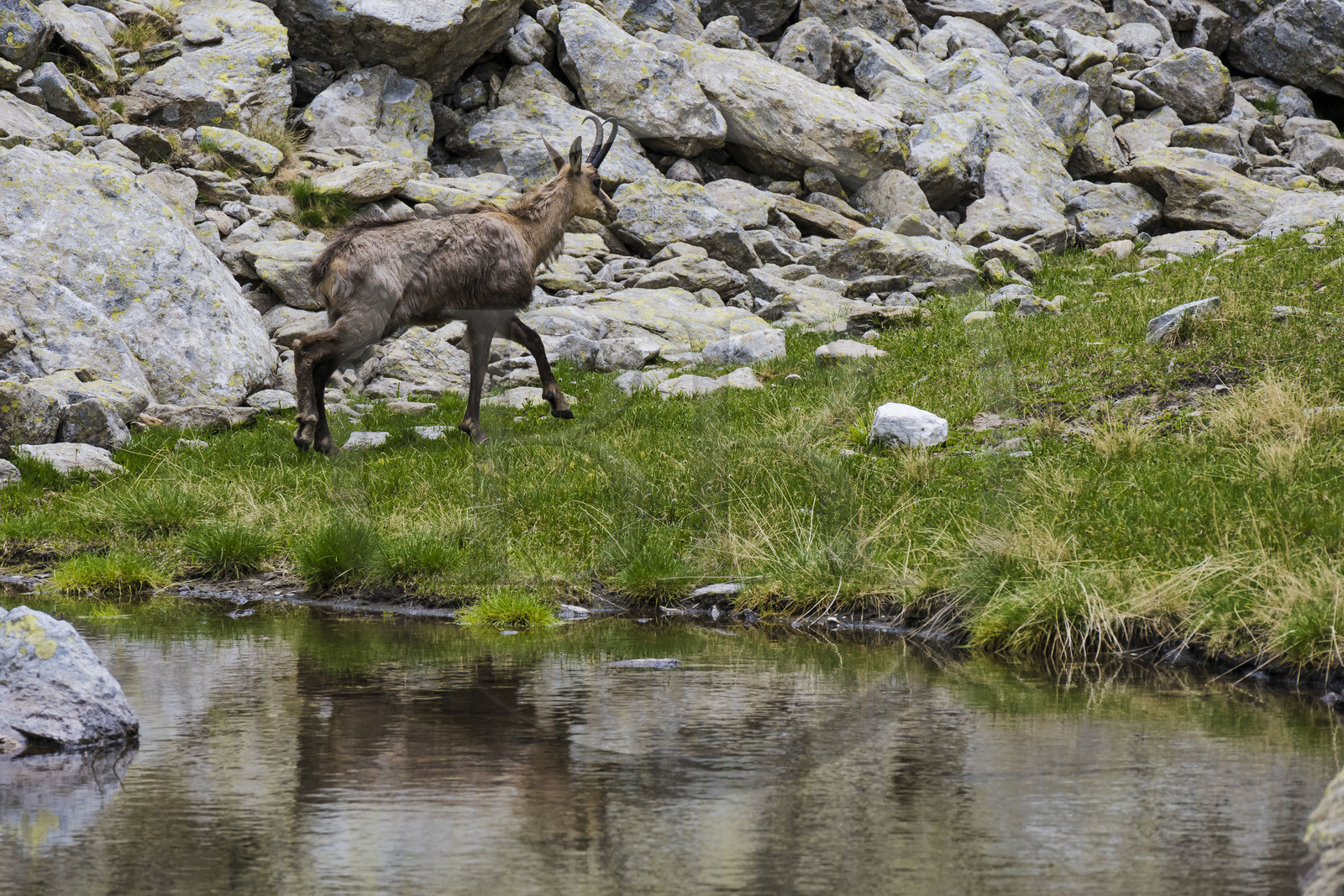 France, Alpes-Maritimes (06), parc national du Mercantour, Haute-Vésubie, Saint-Martin-Vésubie, Val du Haut Boréon, chamois (Rupicapra rupicapra) vers le lac de Trécolpas
