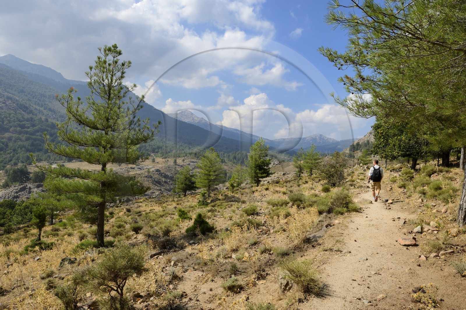 France, Haute-Corse (2B), ouest de la vallée du Niolu (Niolo), randonnée menant au pont génois de Murricciolu