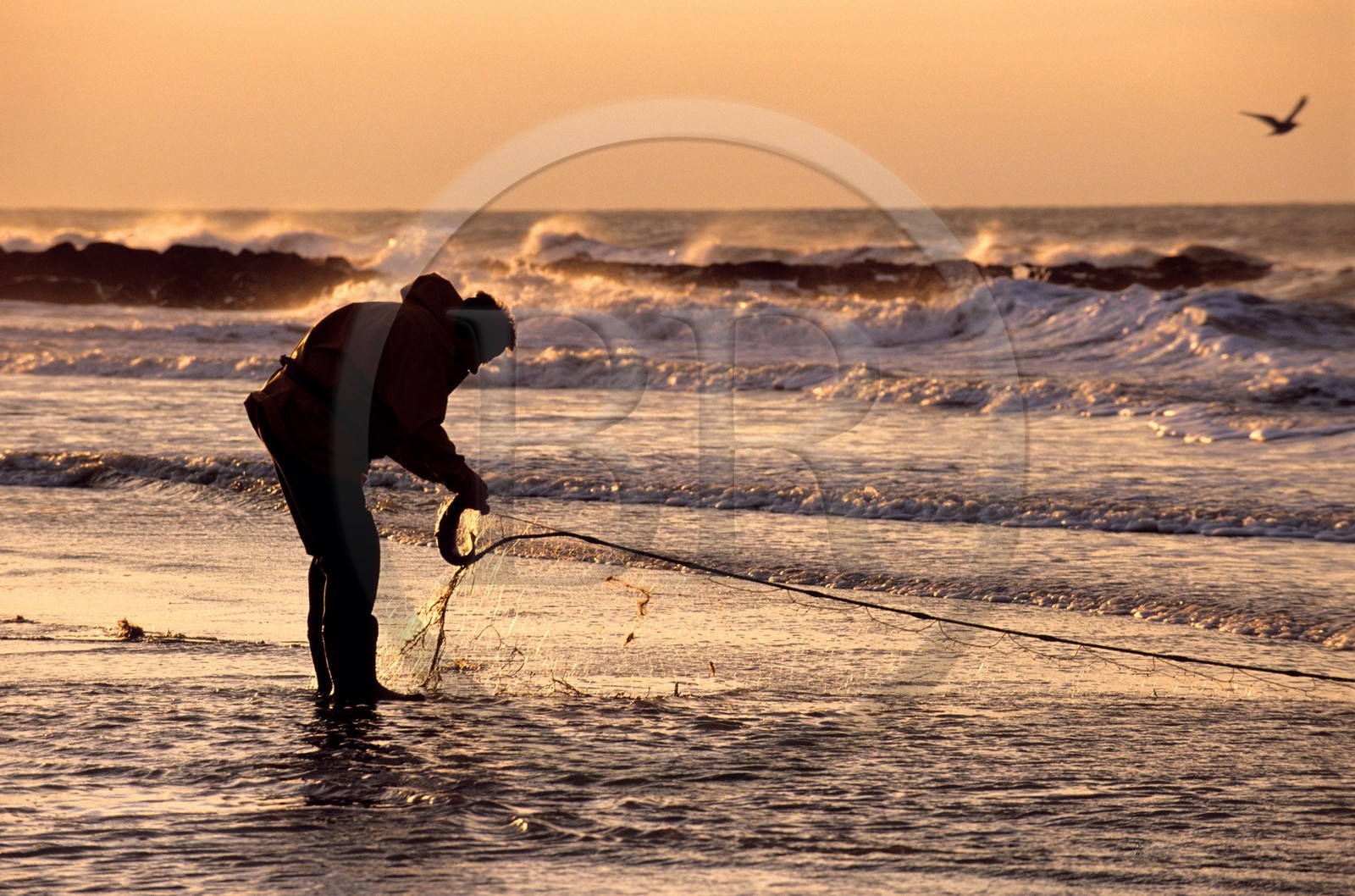Belgique, Flandre-Occidentale, Ostende (Oostende), pêcheur à pied relevant son filet sur la plage