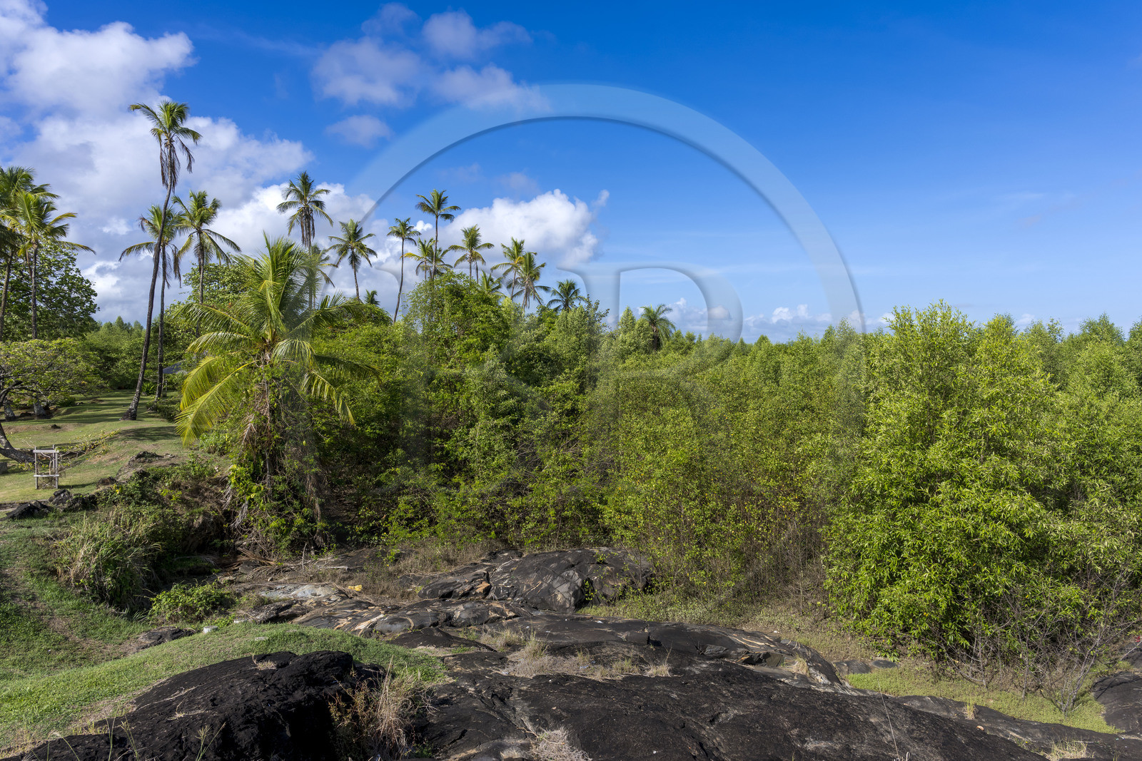 France, Guyane, Cayenne, Pointe Buzaré, la mangrove composée de palétuvier blanc (Laguncularia racemosa) entoure la totalité de la presqu'île de Cayenne, dans une période cyclique future elle disparaitra complétement pour à nouveau laisser place à la mer (vue aérienne)