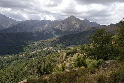 France, Haute-Corse (2B), Balagne, les montagnes qui bordent Le Giussani depuis la Bocca di a Battaglia et la forêt de Tartagine qui monte à l’assaut du Monte Padro