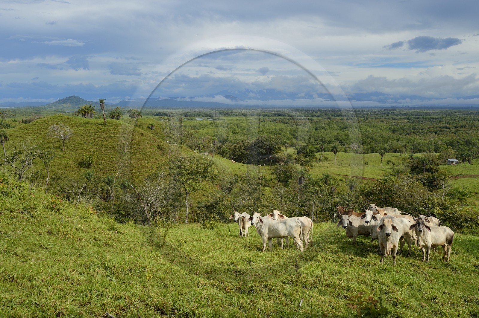 Panama, province de Chiriqui, la plaine agricole à Boca Chica, troupeau de vaches