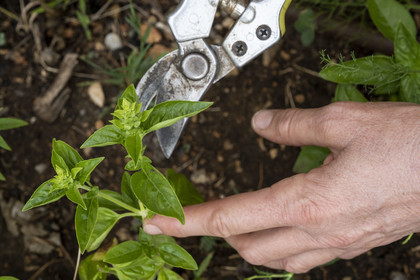 France, Alpes-Maritimes (06), Cap-d’Ail, Murielle Iris créatrice de Les Sauvages, elle fait la cueillette de la plupart de ses plantes en montagne et en cultive d'autre sur son terrain en agriculture biologique, ici du basilic