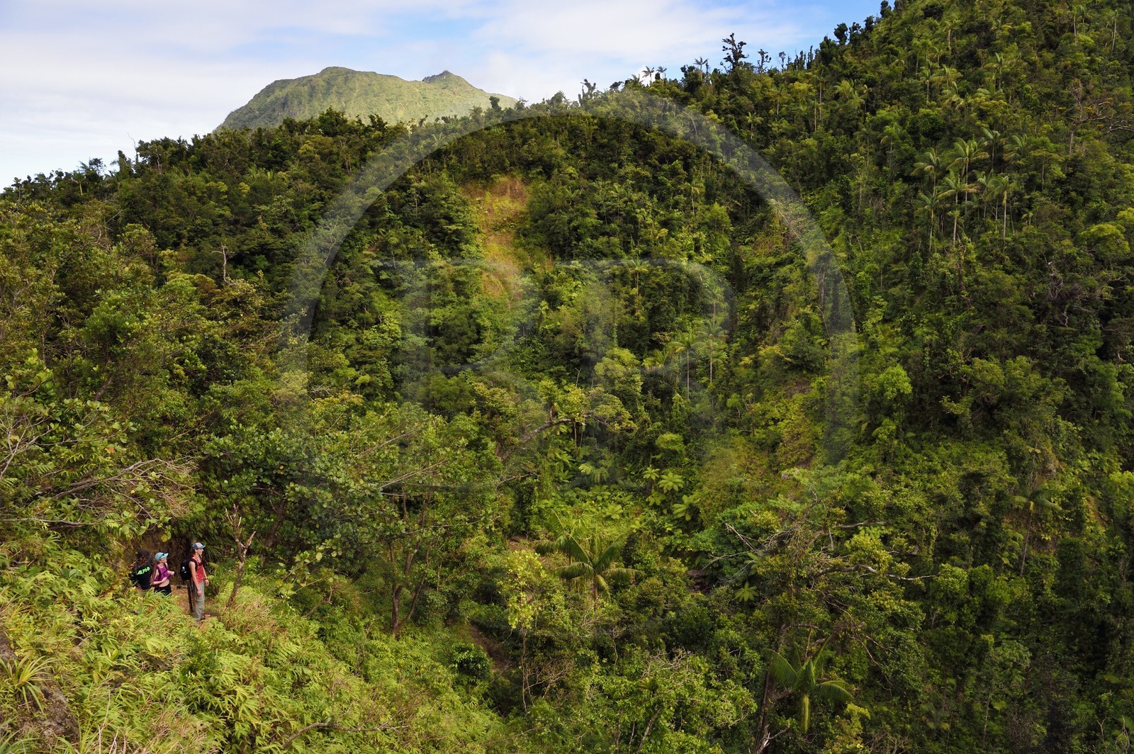 Caraïbes, Ile de la Dominique, Castle Bruce, Parc national du Morne Trois Pitons classé Patrimoine Mondial de l'UNESCO, randonneurs sur le sentier traversant la forêt tropicale et menant à la la Vallée de la Désolation puis au Boiling Lake