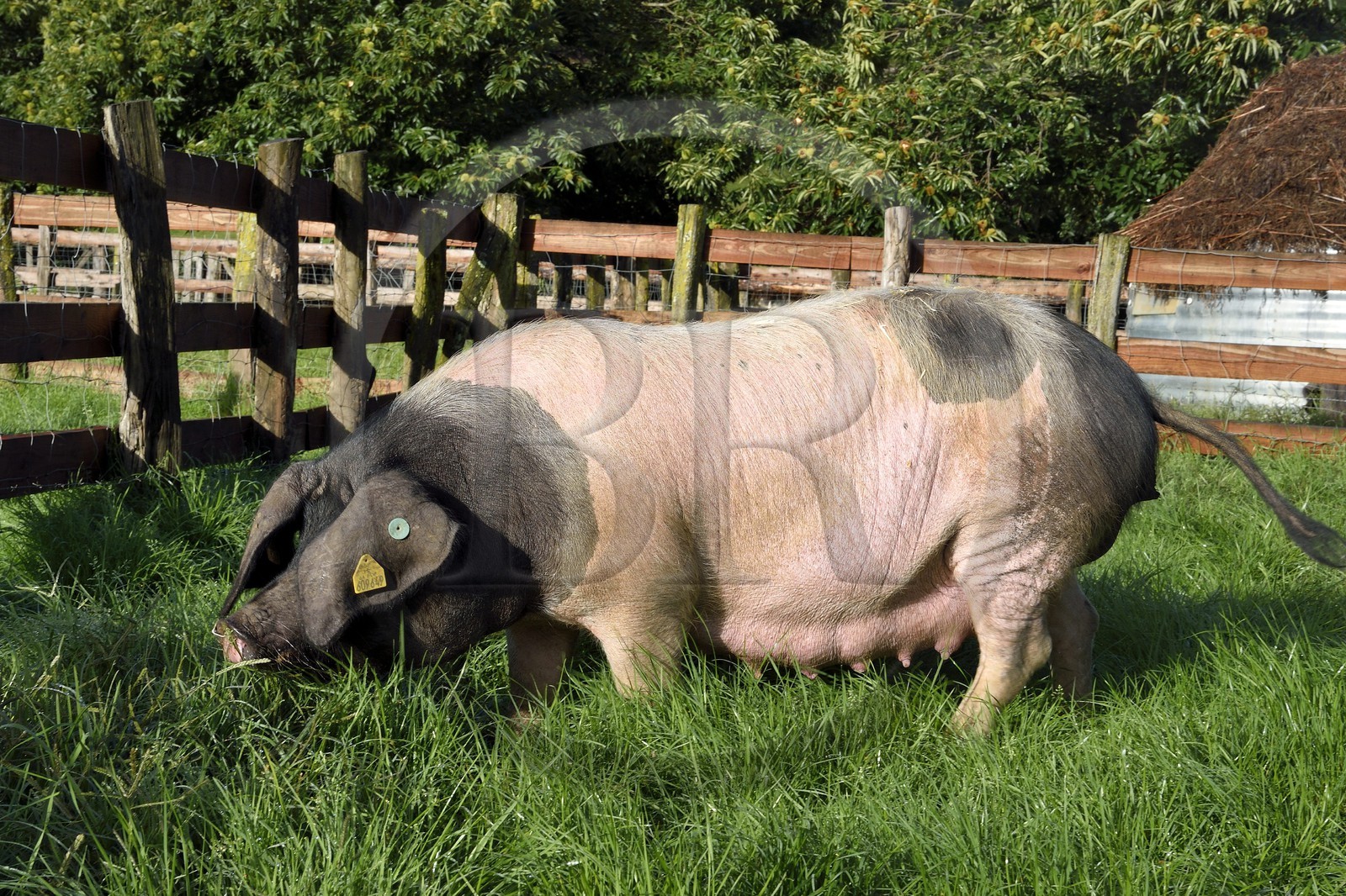 France, Pyrénées-Atlantiques (64), Pays-Basque, vallée des Aldudes, élevage Pierre Oteiza de porcs basques de race pie noir pour la production du jambon Kintoa AOC, cochette (jeune truie)