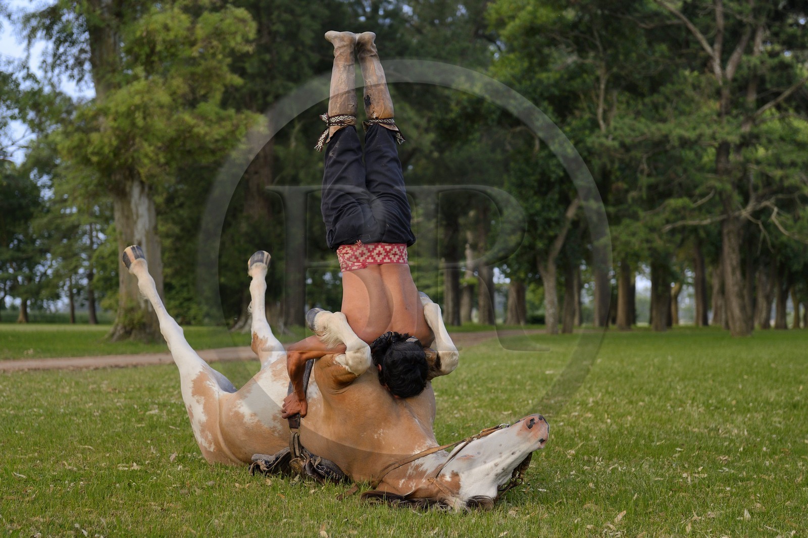 Argentine, province de Buenos Aires, San Antonio de Areco, estancia La Bamba de Areco, demonstration du savoir-faire d'un cavalier amerindien avec son cheval