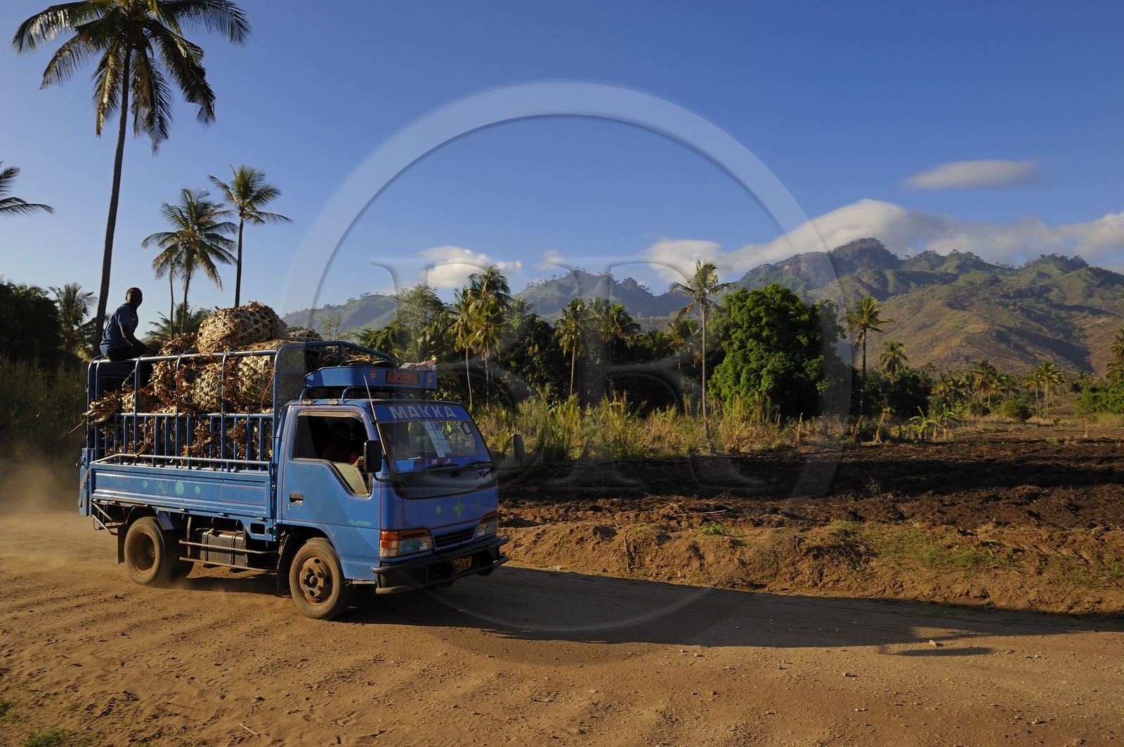 Tanzania, Morogoro district, Uluguru mountains, the Matombo track
