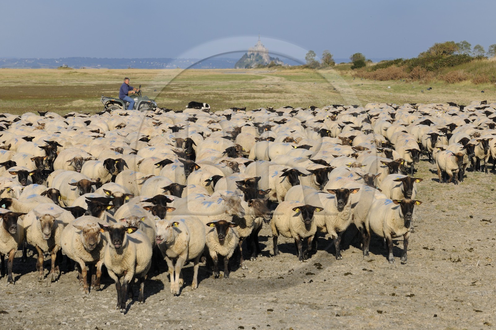 France, Ille et Vilaine, salt marshes of the Mont Saint Michel, Yannick Frain, farmer breeder of salt marshes sheep
