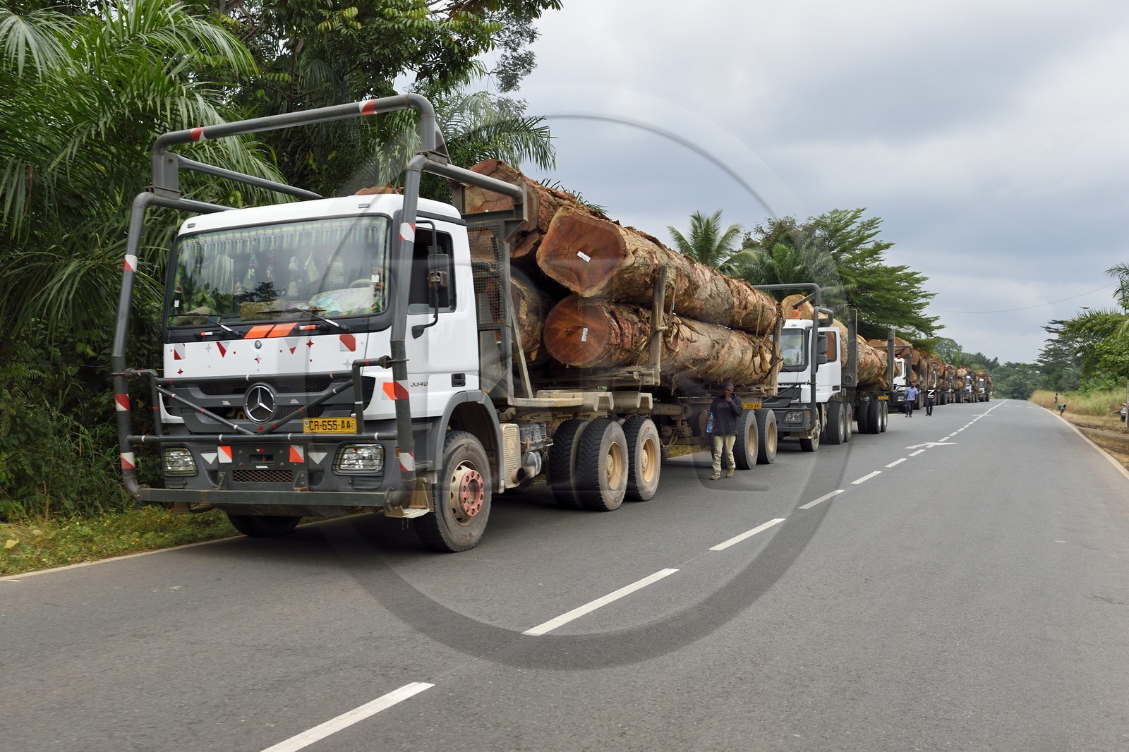 Gabon, Province de l'Estuaire, camions transportant des troncs d'arbre dans la région d'Ekouk sur la Route National 1
