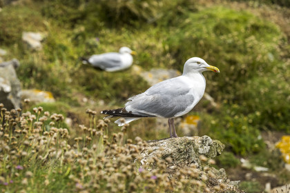 France, Finistère (29), Pays des Abers, Ile Vierge dans l'archipel de Lilia, de très nombreux goélands peuple l'île en période de nidification