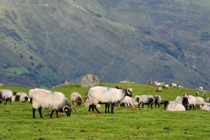France, Pyrénées-Atlantiques (64), Pays-Basque, chemin de Saint-Jacques de Compostelle sur le GR 65 entre Saint-Jean-Pied-de-Port et Roncevaux, troupeau de brebis manech tête noire sur la montagne Urculu