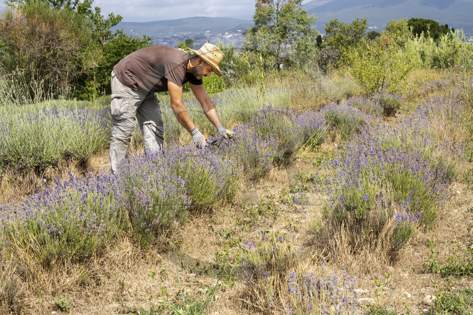 France, Alpes-Maritimes, Mouans-Sartoux, Gardens of the International Museum of Perfumery (Musée International de la Parfumerie - MIP), a gardener from the museum maintains the lavender
