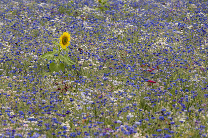 France, Maine-et-Loire (49), vallée de la Loire classée au Patrimoine Mondial par l'UNESCO, Saumur, champ de bleuets (Cyanus segetum) et tournesol