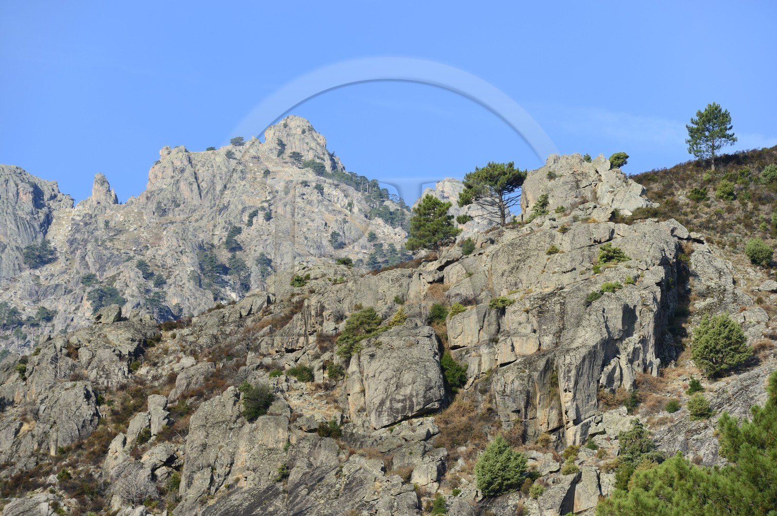 France, Haute-Corse (2B), Corte, Vallée de la Restonica
