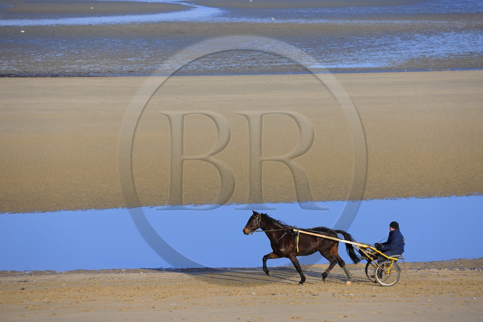 France, Manche (50), Cotentin, Sainte-Marie-du-Mont, Utah Beach où prit place le principal débarquement americain le 6 juin 1944, attelage de course de trot sur la plage à marée basse