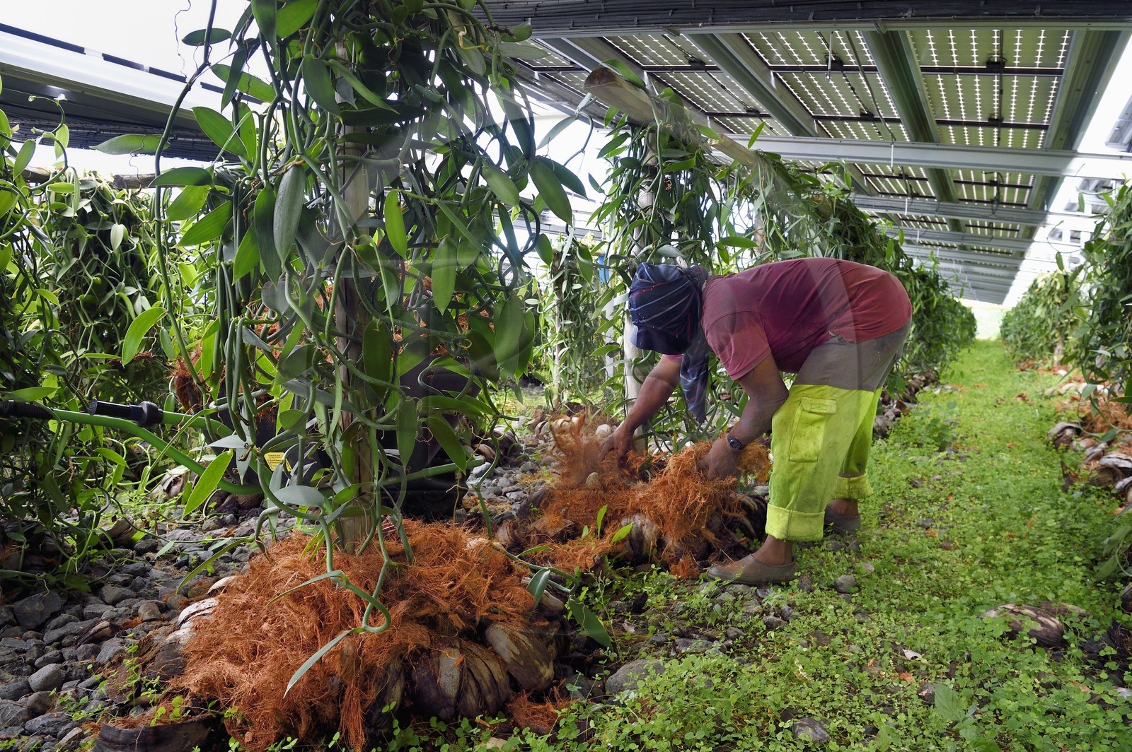France, Ile de la Reunion, Saint-Louis, Domaine de Bellevue, producteur de vanille Planifolia biologique issues d'orchidées cultivées sous cinq hectares de panneaux photovoltaïques qui permettent d'alimenter plus de 1 800 foyers en électricité