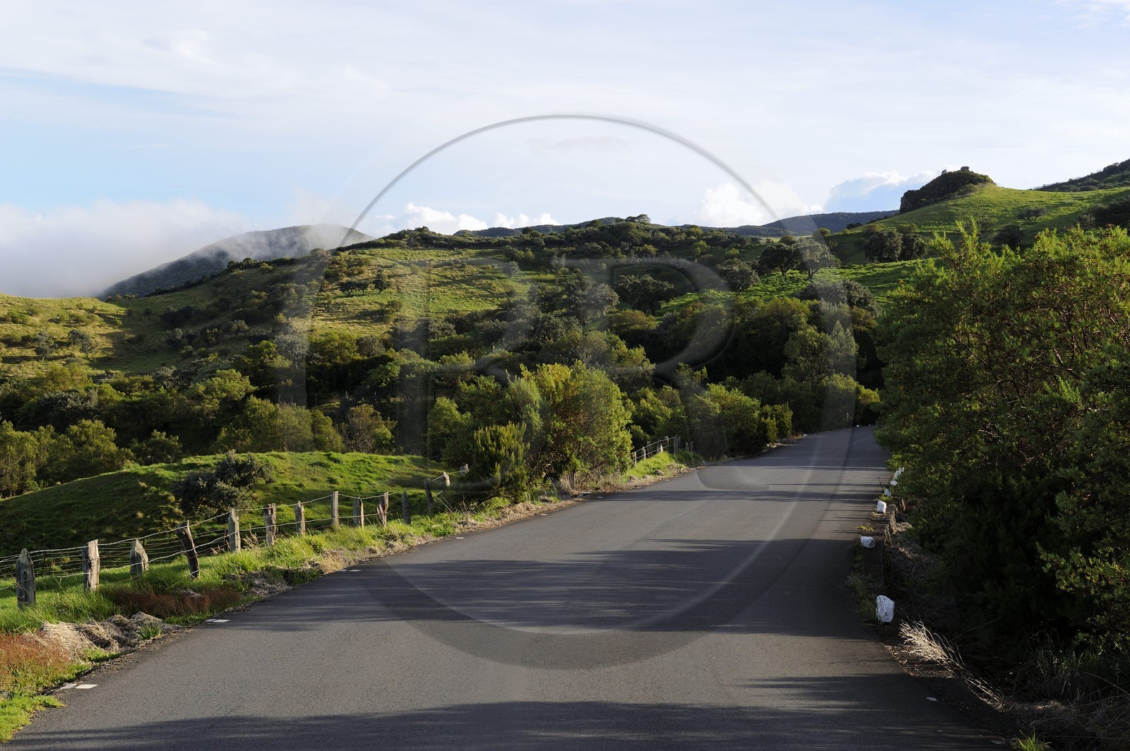 France, île de la Réunion, Piton de la Fournaise, classé Patrimoine Mondial de l'UNESCO, route forestière du Volcan sur les pentes du volcan