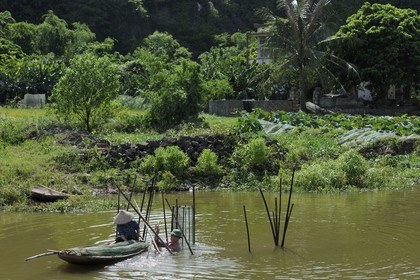 Vietnam, Ninh Binh province, implantation of fish nets in the river