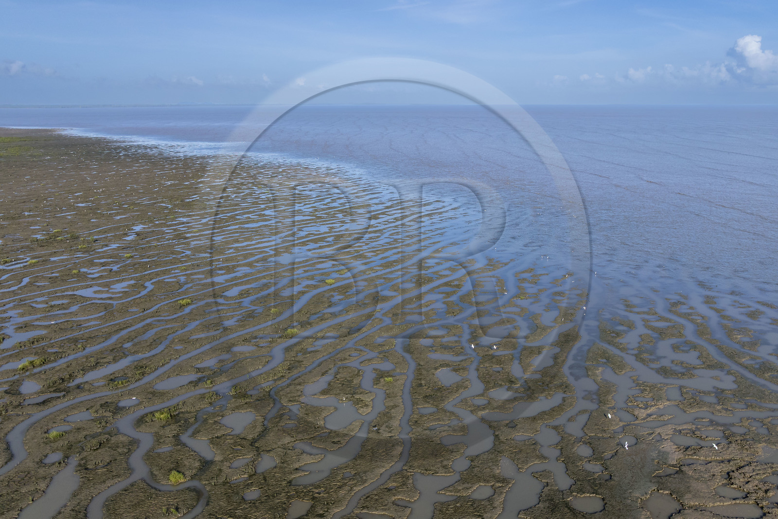 France, Guyane, Cayenne, Pointe Buzaré, la mangrove composée de palétuvier blanc (Laguncularia racemosa) entoure la totalité de la presqu'île de Cayenne, dans une période cyclique future elle disparaitra complétement pour à nouveau laisser place à la mer (vue aérienne)