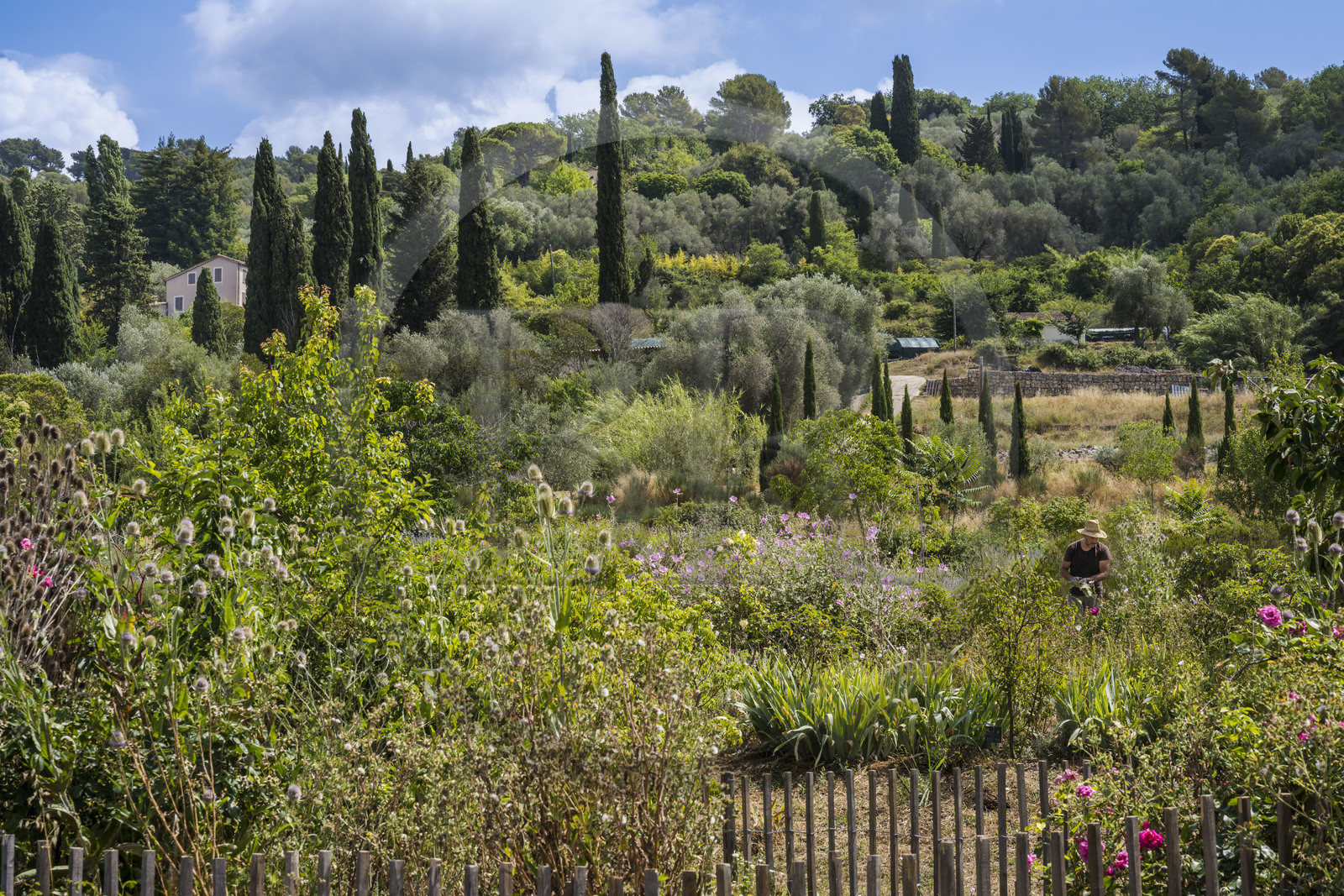 France, Alpes-Maritimes (06), Mouans-Sartoux, Jardins du Musée International de la Parfumerie​ (MIP)