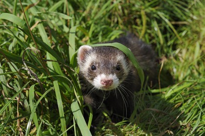 France, Paris (75), le Bois de Boulogne, furet (Mustela putorius furo) domestiqué