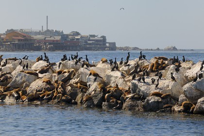 Etats-Unis, Californie, Otaries dans le port de Monterey